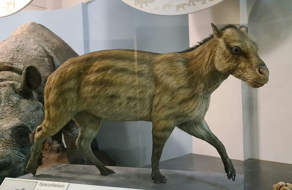 Hyracotherium