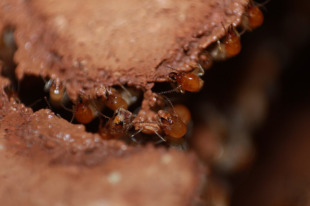 Odontotermes obesus Termites Isoptera
