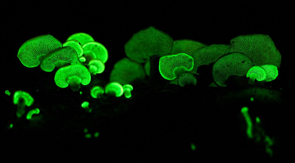 The saprobe Panellus Stipticus displaying bioluminescence