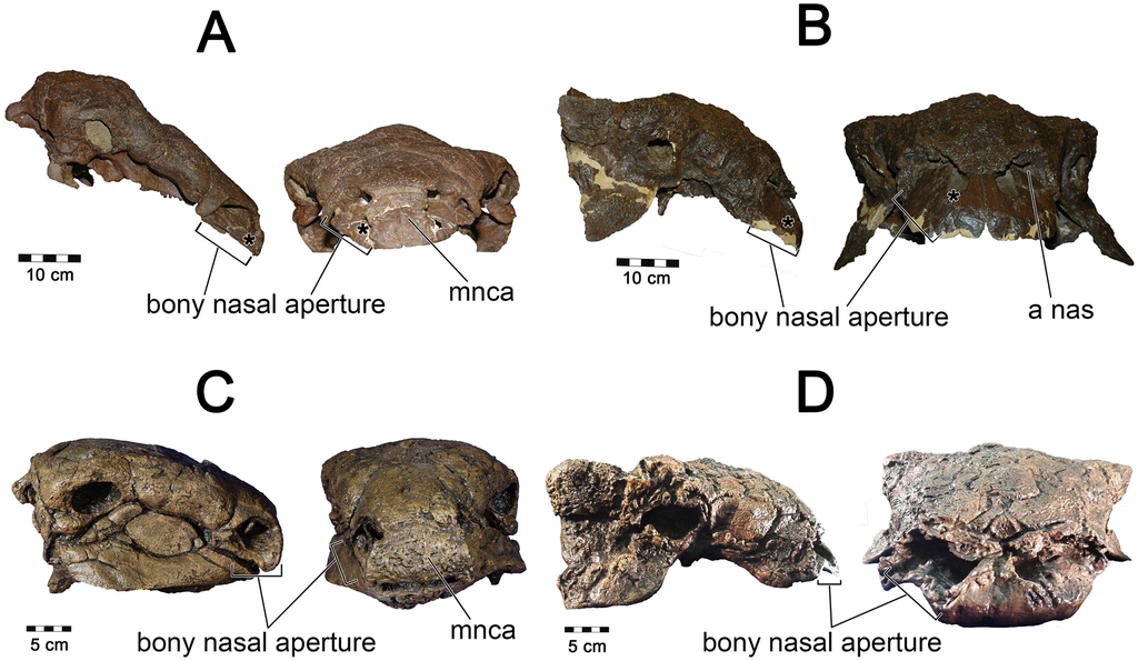 Panoplosaurus Euoplocephalus skulls