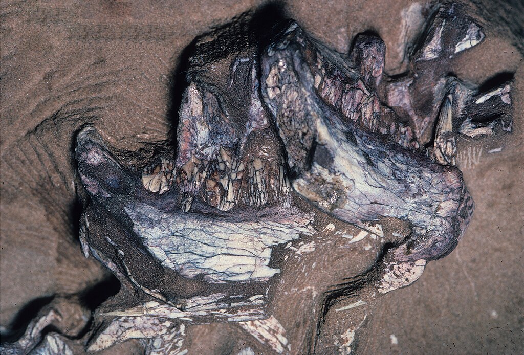 Lower jaws of Pegomastax africana
