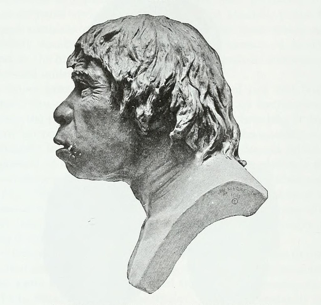 Piltdown Man - McGregor model