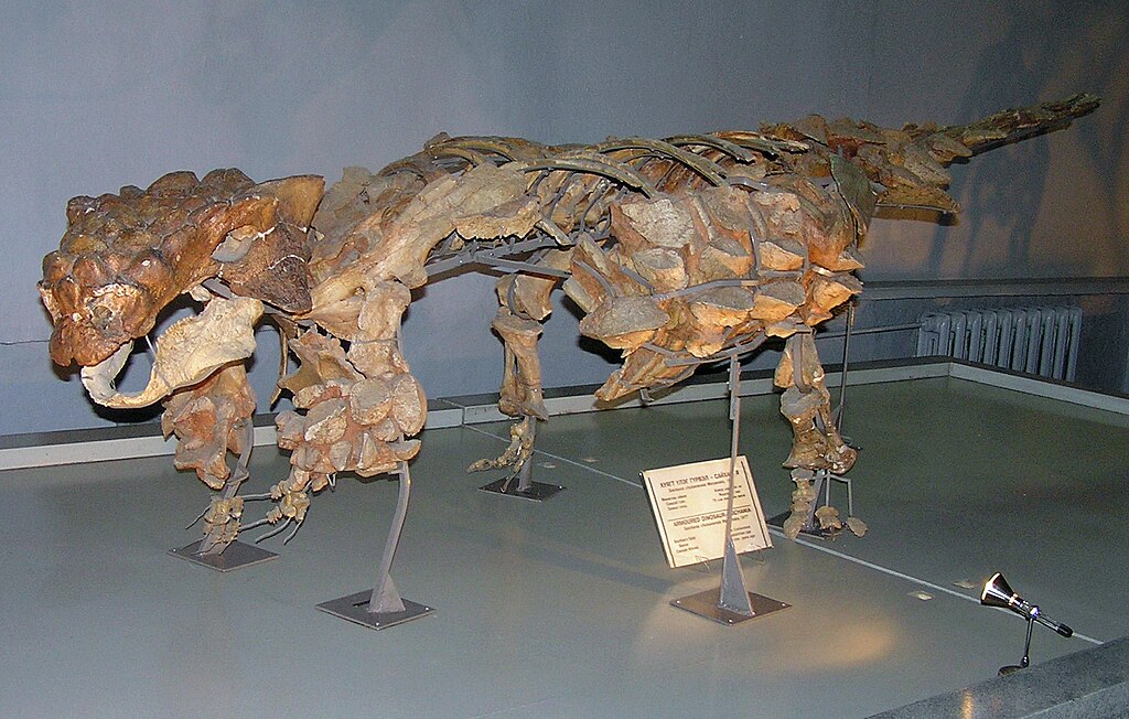 Mounted skeleton of Pinacosaurus specimen