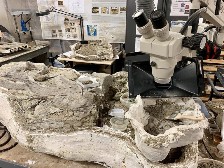 What Tools Do Paleontologists Use In The Field Dino World What tools do paleontologists use in the field dino world