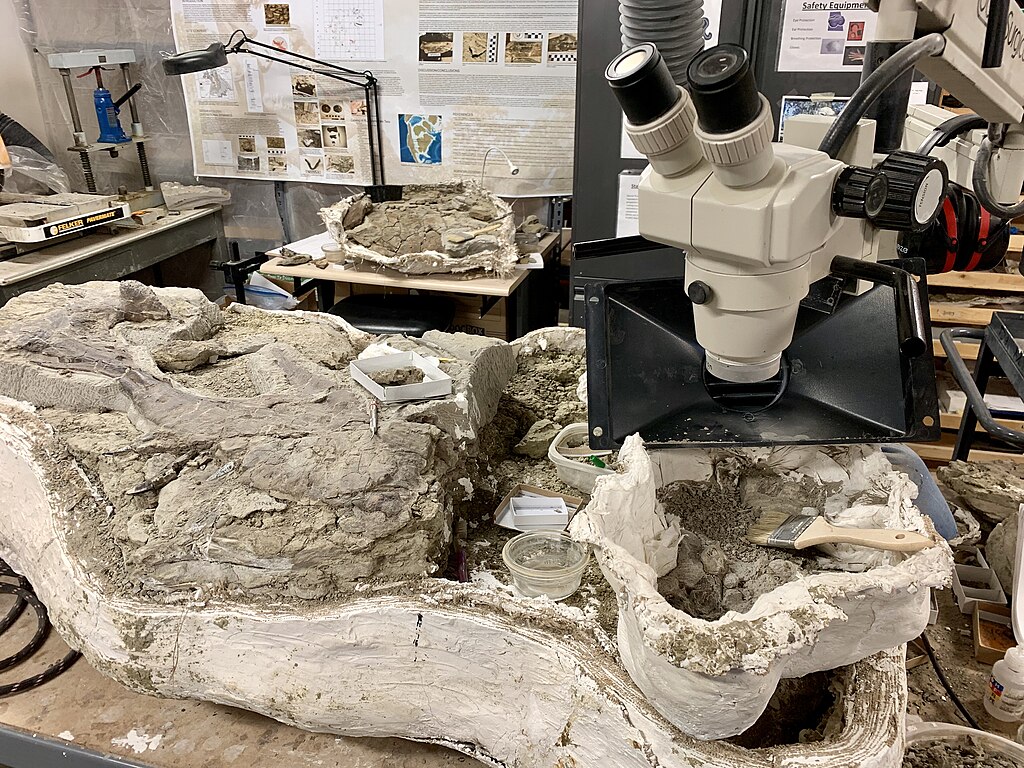 Plaster Dinosaur Jackets to protect the fossils for transport