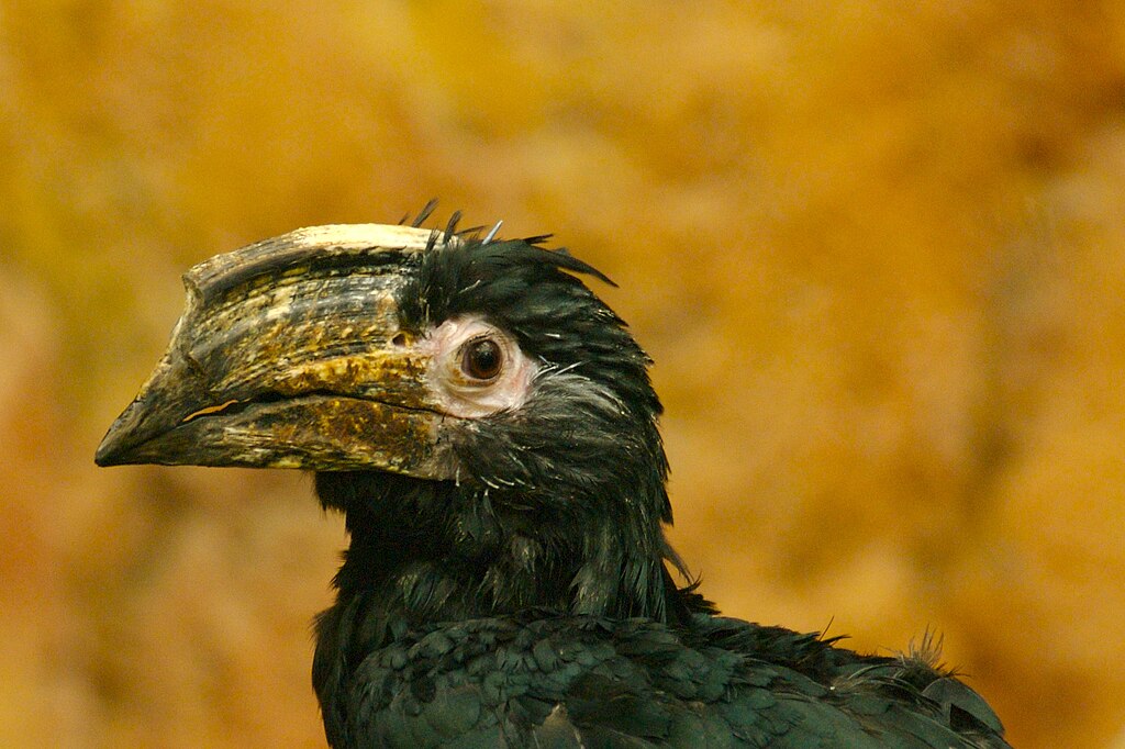 Prehistoric Bird