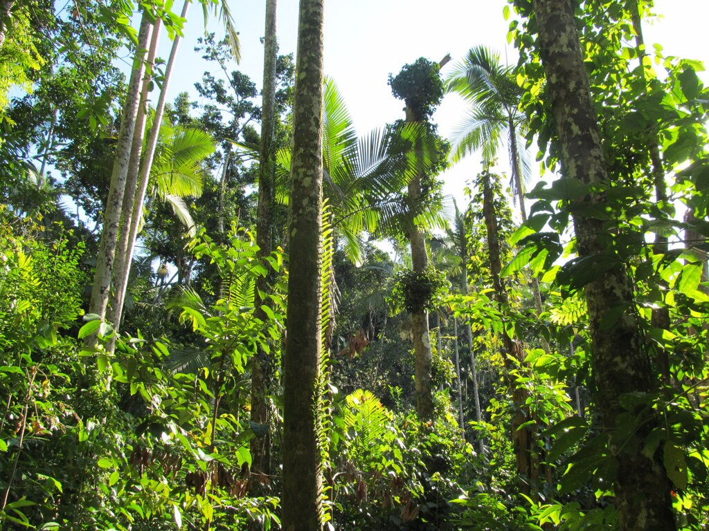Prehistoric looking rainforest