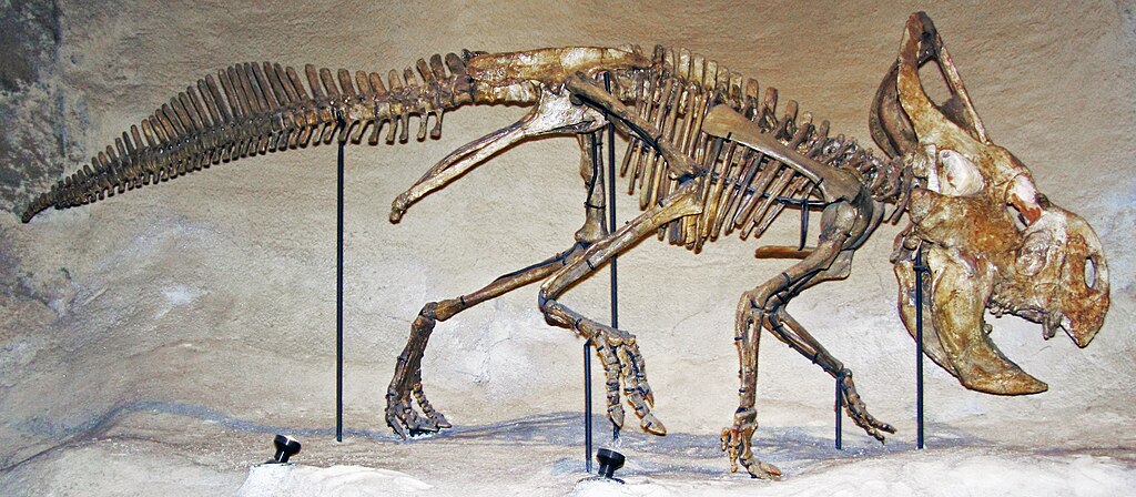 The griffin legend, with its lion’s body and eagle’s head and wings, may have been inspired by early Protoceratops fossils found in the Gobi Desert.