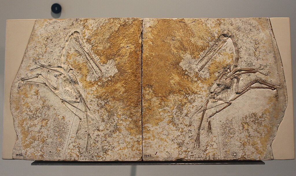 Pterodactylus antiquus
