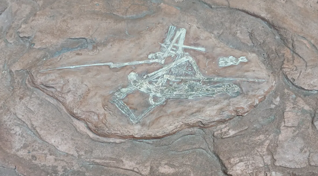 Cast of a fossil of the pterosaur Pterodaustro as it appeared in situ