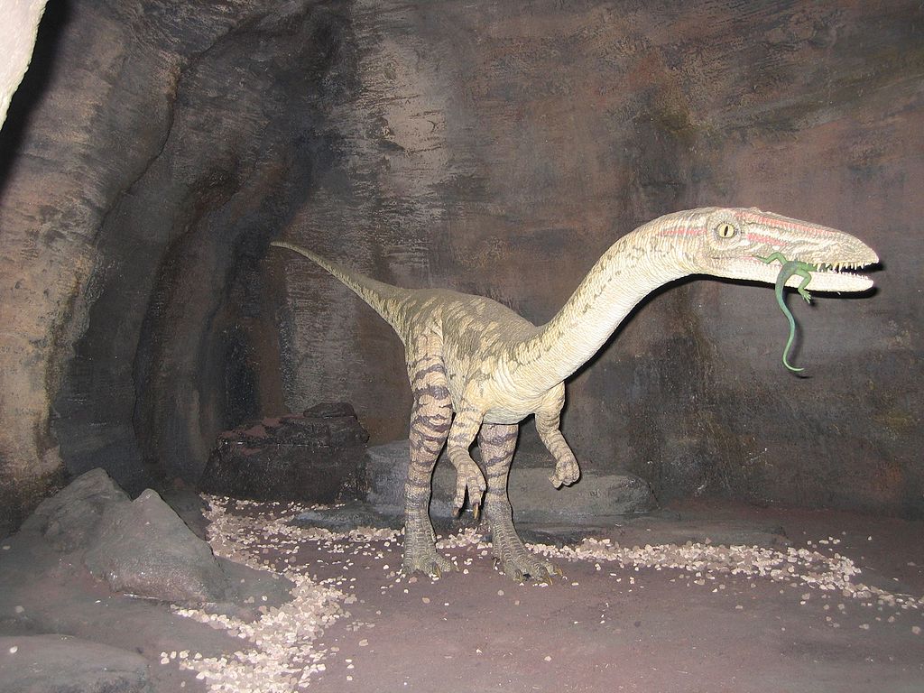 Coelophysis
