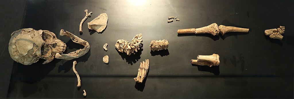 Australopithecus afarensis