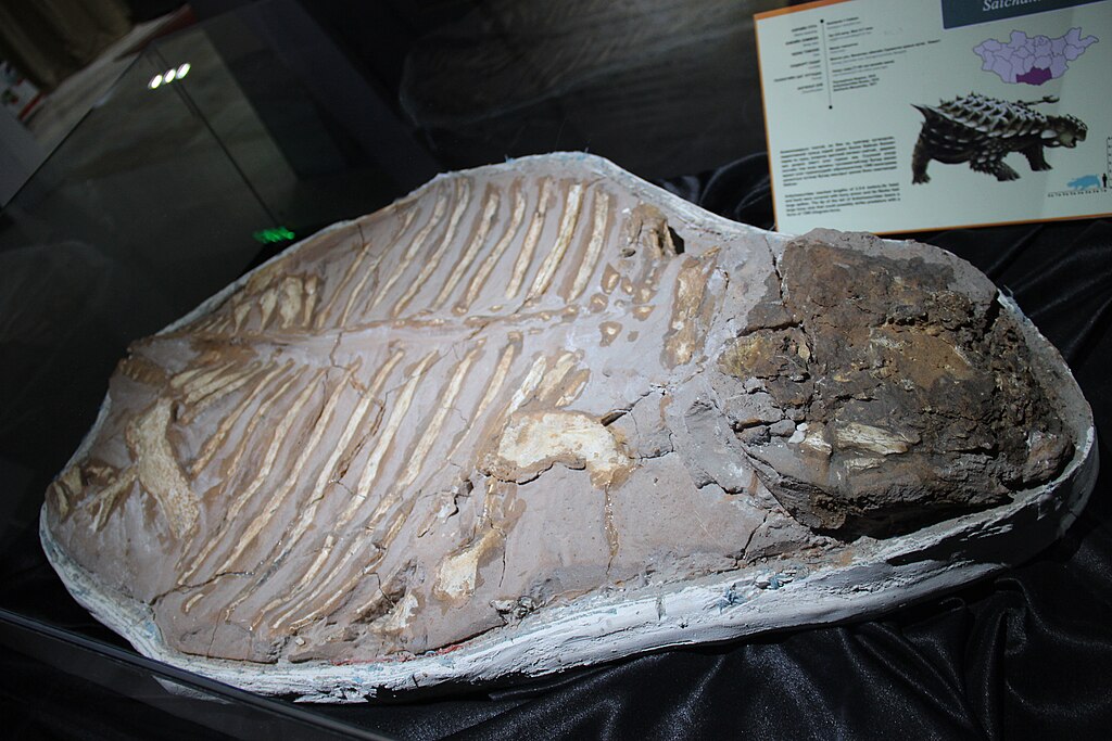 Saichania (Ankylosaur) Skeleton