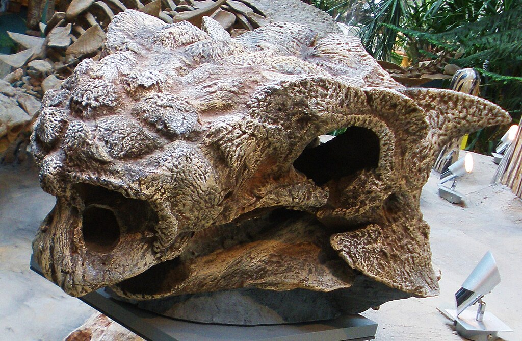 Saichania chulsanensis skull