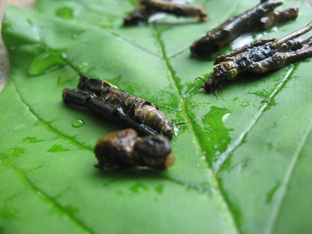 Sequatchie caddisfly larvae
