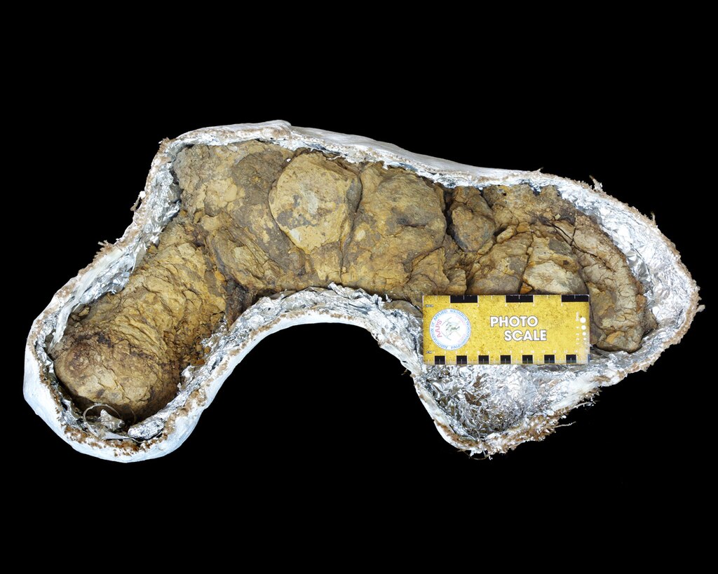 T-rex Coprolite Dinosaur Poop Poozeum