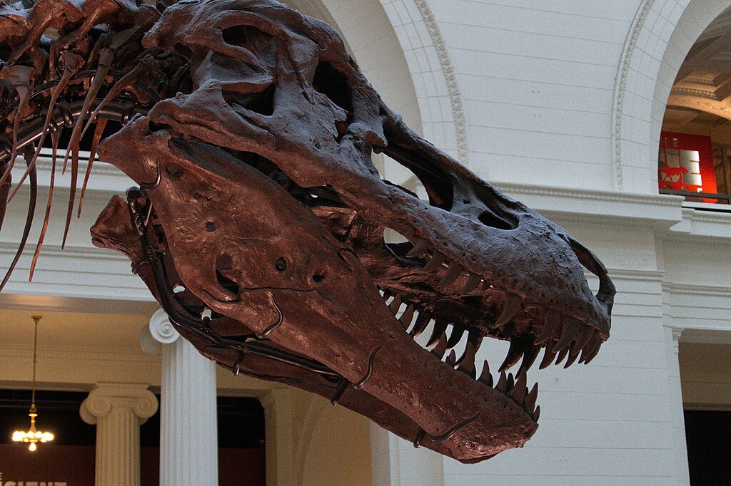 The case of "Sue" the T. rex highlighted the complexities of fossil ownership, with conflicting claims from fossil hunters, a landowner, the federal government, and tribal authorities.