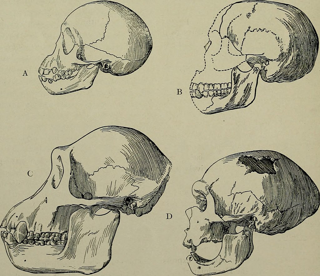 The American Museum journal