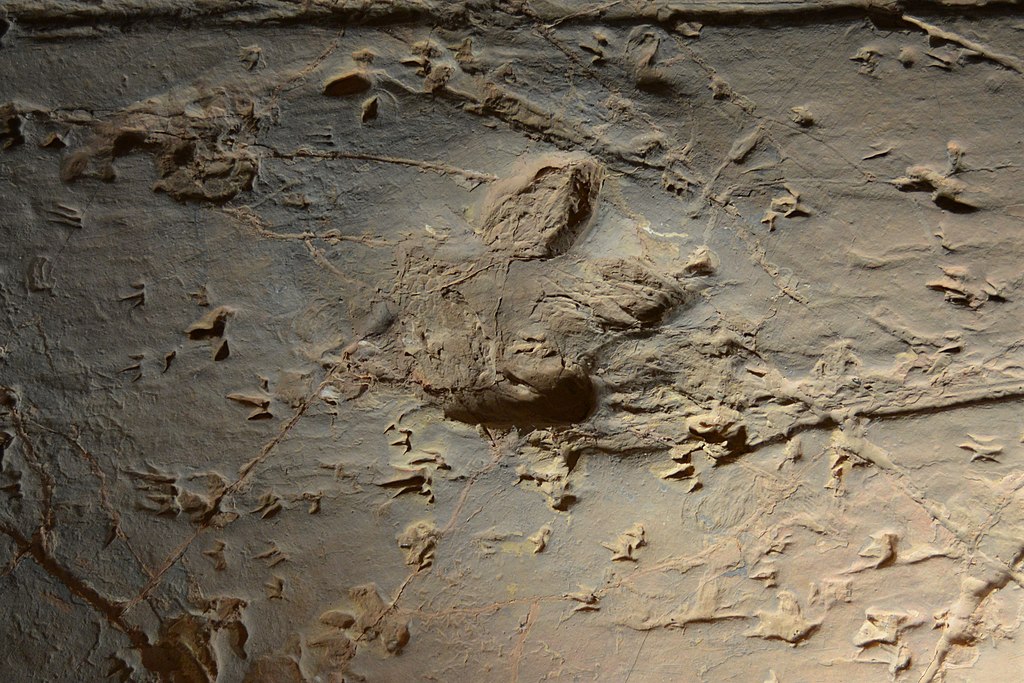 The story of the dinosaur footprint captured in stone