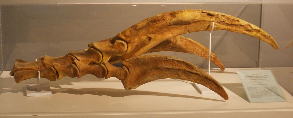 Therizinosaurus fossil