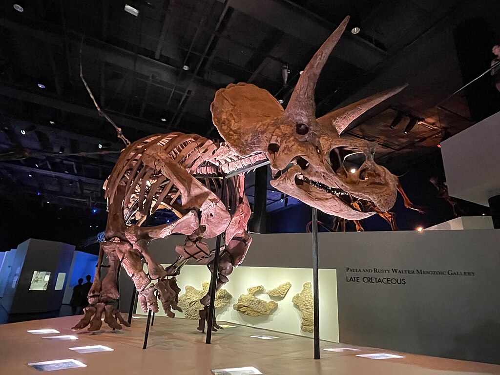 Triceratops horridus “Lane”