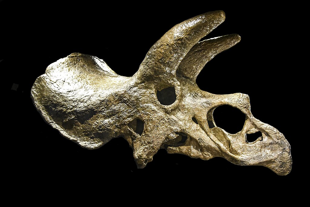 Triceratops skull (P12003) on display at the Field Museum of Natural History, Chicago, Illinois, USA