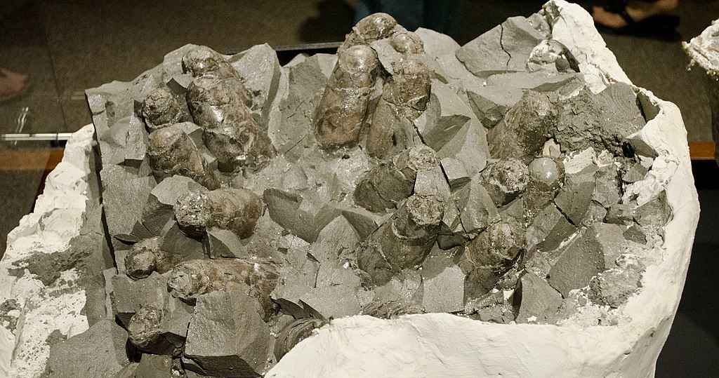 Troodon formosus egg clutch, collected in Teton County, Montana