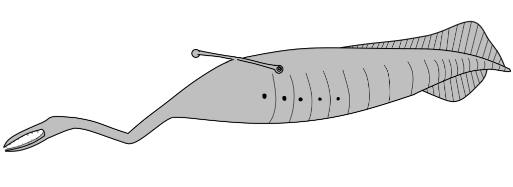 Reconstruction of Tullimonstrum gregarium after McCoy et al. (2016)