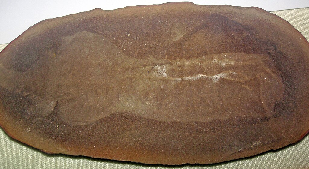 Tullimonstrum gregarium Richardson, 1966 - odd fossil in an ironstone concretion from the Pennsylvanian of Illinois, USA