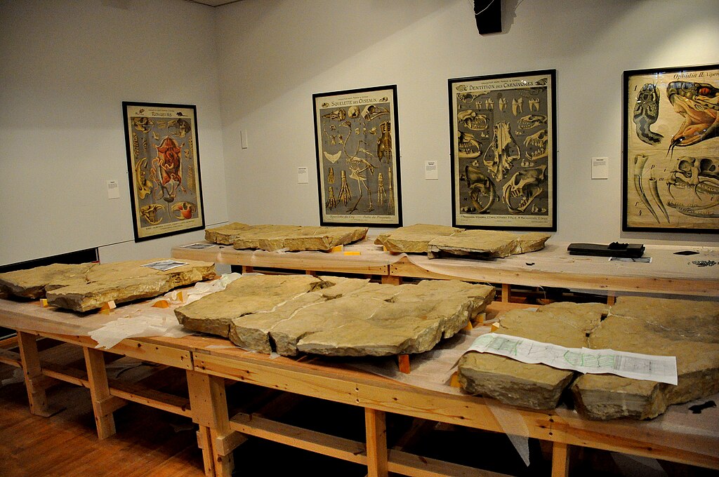 Various fossils on display at the Hunterian Museum, Glasgow