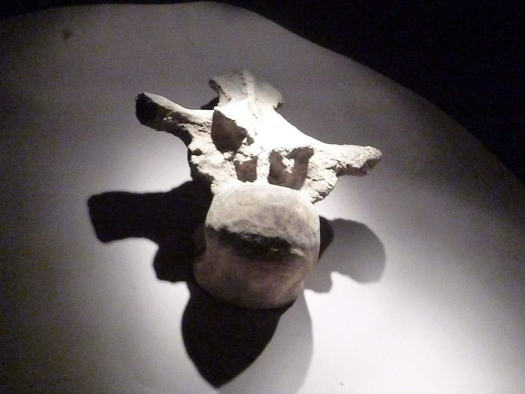 vertebra from Argentinosaurus