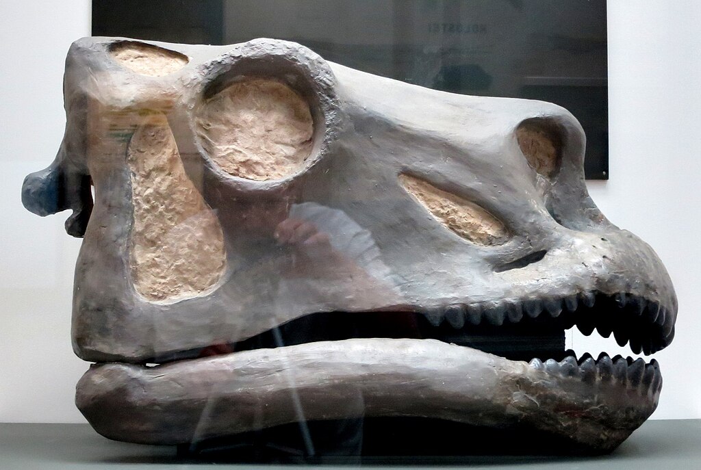 Yale Peabody Apatosaurus skull