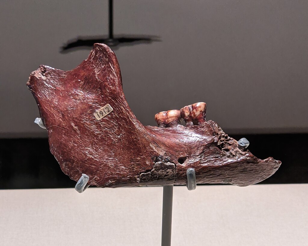 The jawbone fragment of the supposed "Piltdown Man" on display as a part of the "Treasures of the Natural World" exhibition at Melbourne Museum in June of 2021