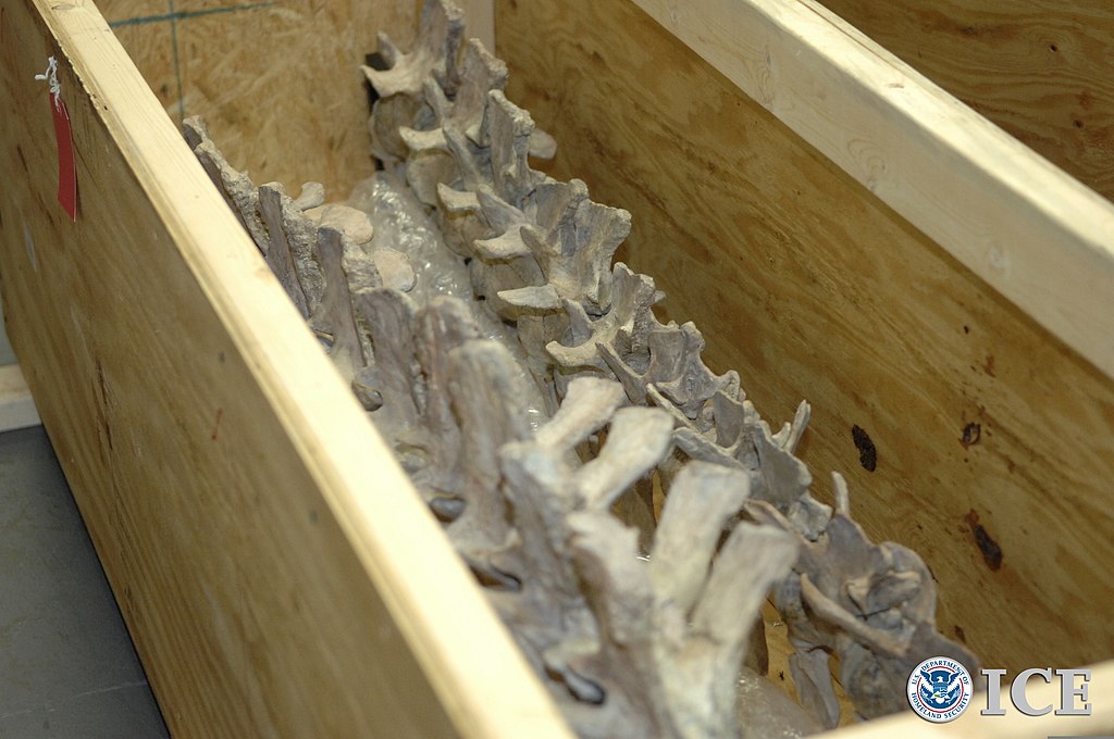 U.S. Immigration and Customs Enforcement (ICE) officials return a Tarbosaurus bataar skeleton to the government of Mongolia