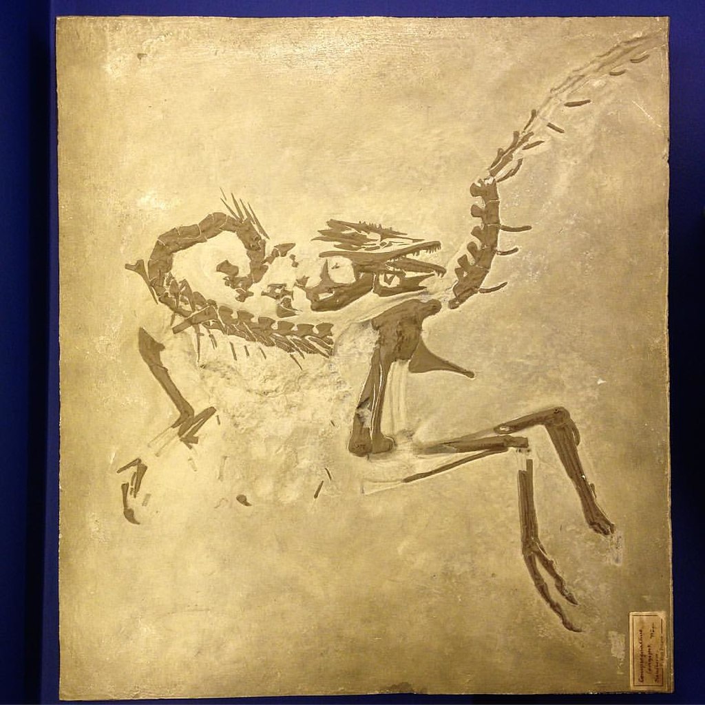 Cast of fossil of Compsognathus (Compsognathus longipes) small therapod dinosaur from the late Jurassic Period