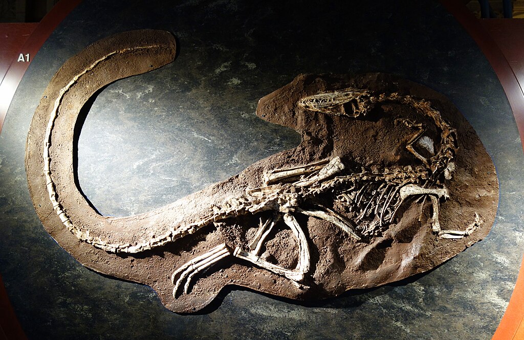 Coelophysis bouri cast