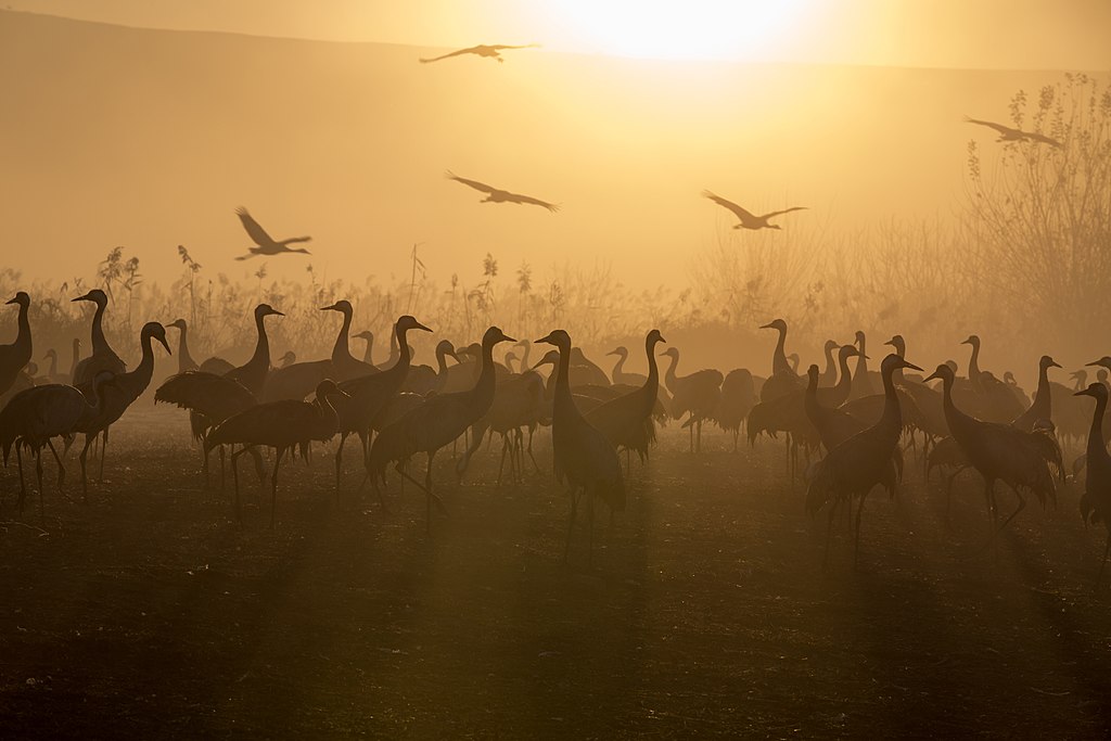 a flock of cranes