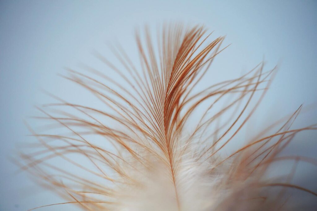 Feathers help in Raptor Jumps
