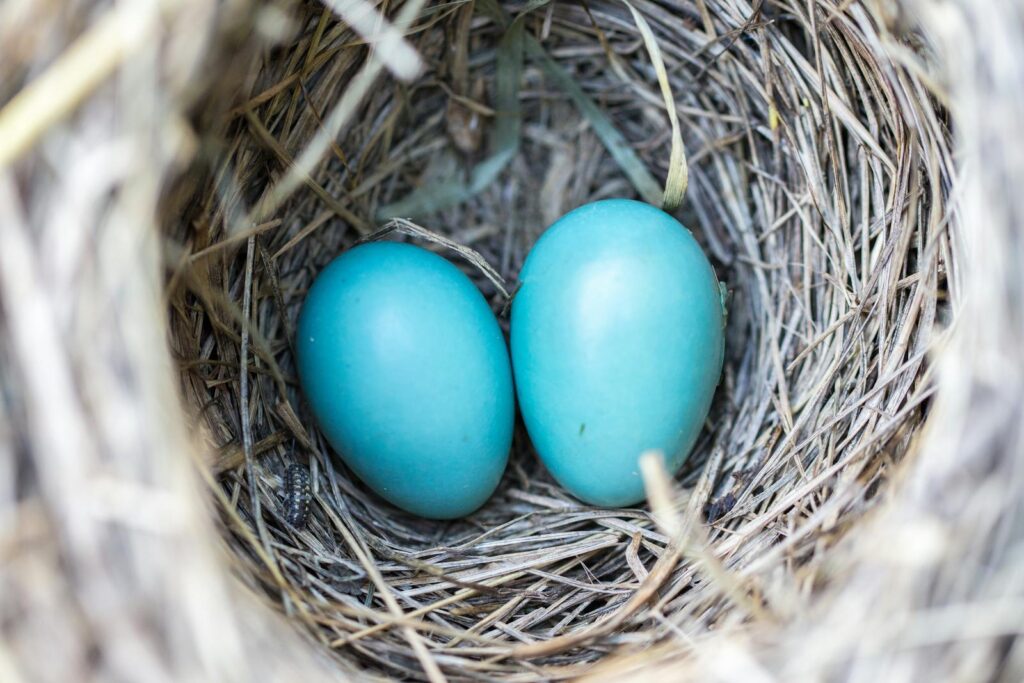 Strategic Nest Placement