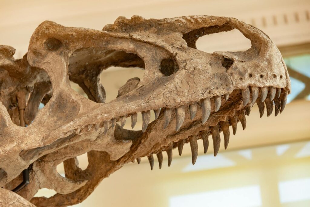 Scientists Reconstruct a Dinosaur