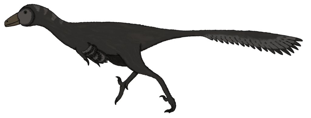 Illustration of a feathered dinosaur in profile, with dark plumage, a slender body, long tail, and clawed feet, evoking a prehistoric, agile presence.