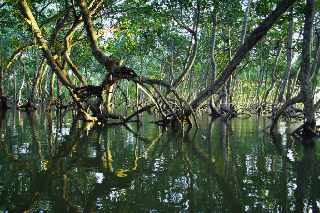 Mangrove forest with twisted roots and green leaves reflected in calm water, creating a serene and natural atmosphere under soft, filtered sunlight.