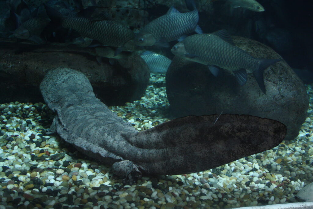 Giant salamander rests on pebbled aquarium floor surrounded by swimming fish. The setting is dimly lit, creating a serene underwater ambiance.