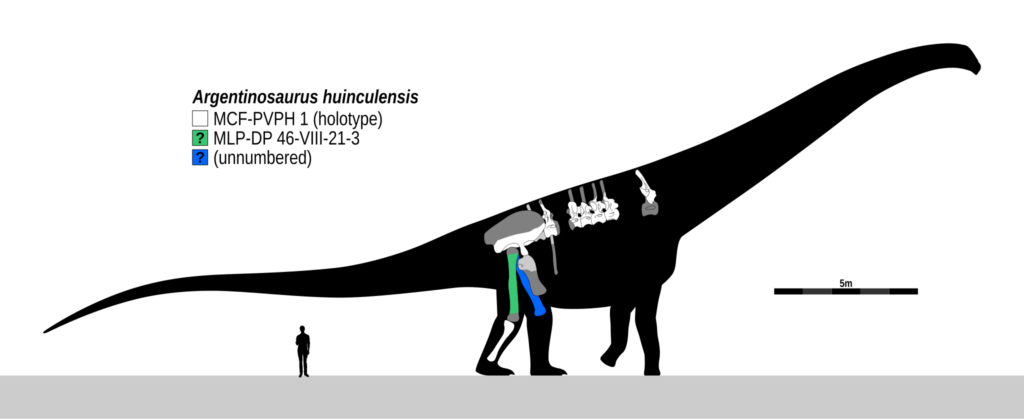 Skeletal reconstruction of the giant Argentine titanosaur Argentinosaurus.