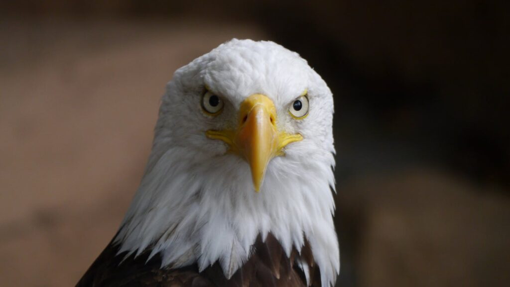 Modern Birds of Prey