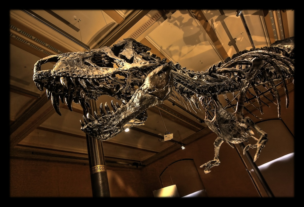 The Montana Dueling T. Rex