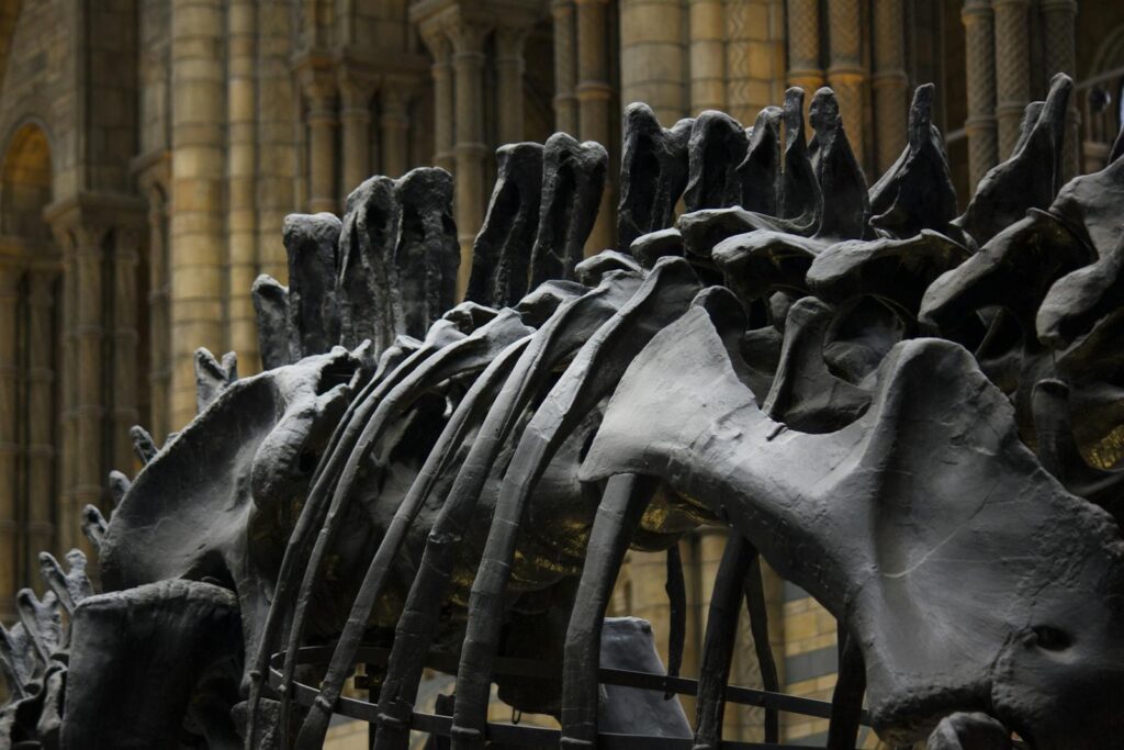The fossil record provides snapshots rather than continuous observations, making it difficult to study behavioral patterns that might indicate emotional states.