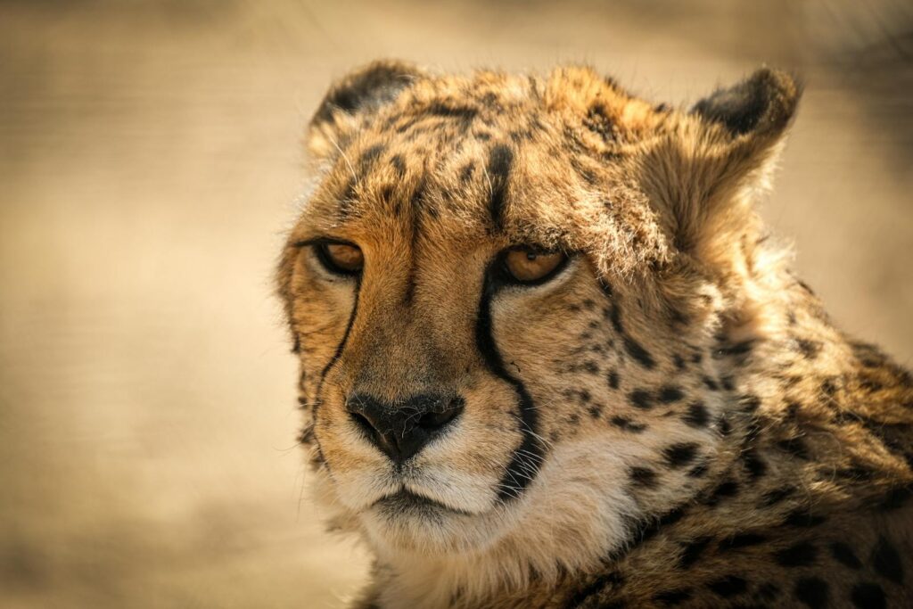 Modern Big Cats