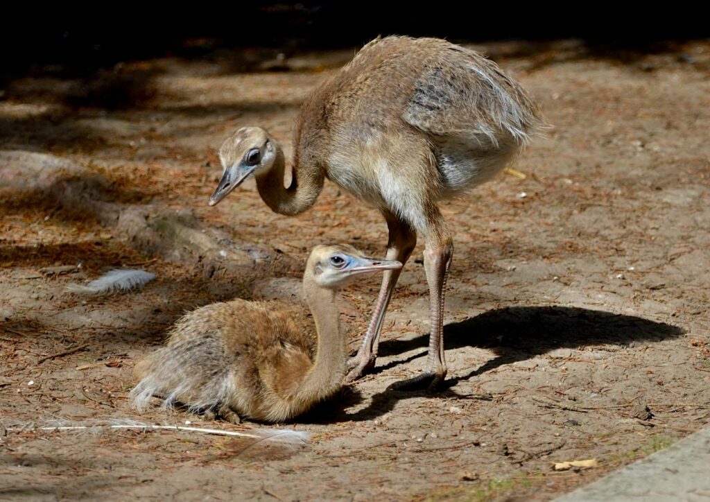The Bird Connection