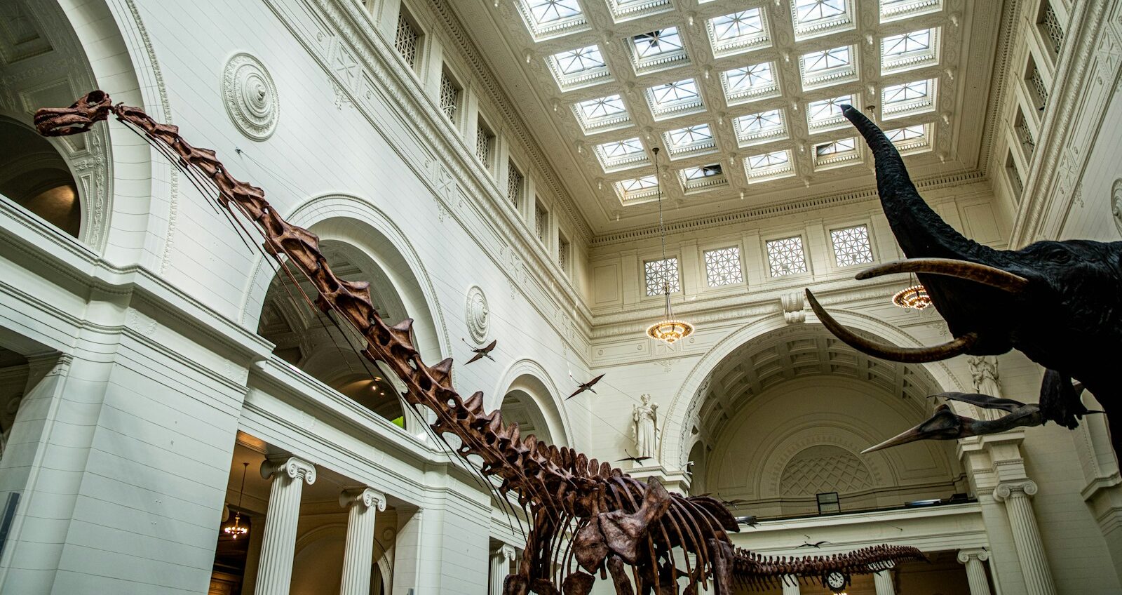 Standing 13 feet tall at the hip and measuring 42 feet from nose to tail, Sue remains not just the most expensive dinosaur fossil ever sold.